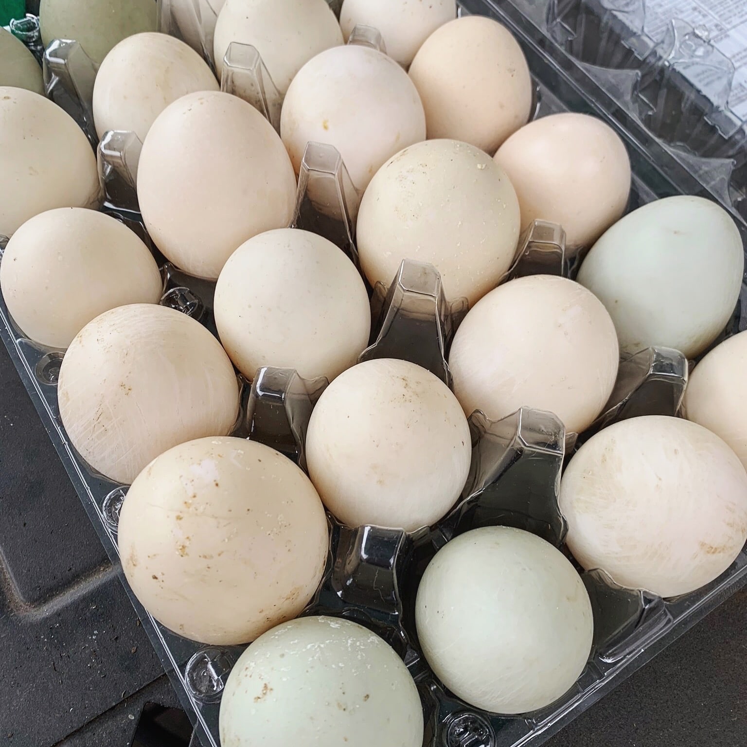 urban quack eggs