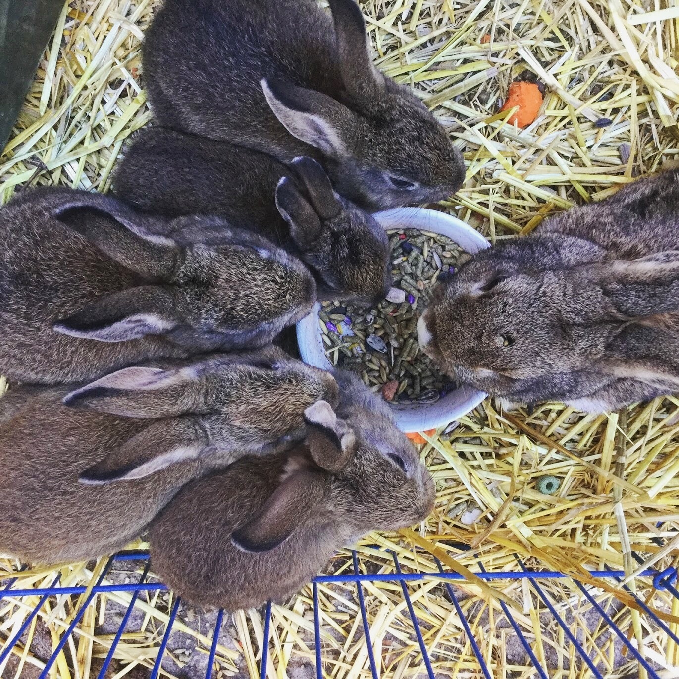 urban quack rabbits