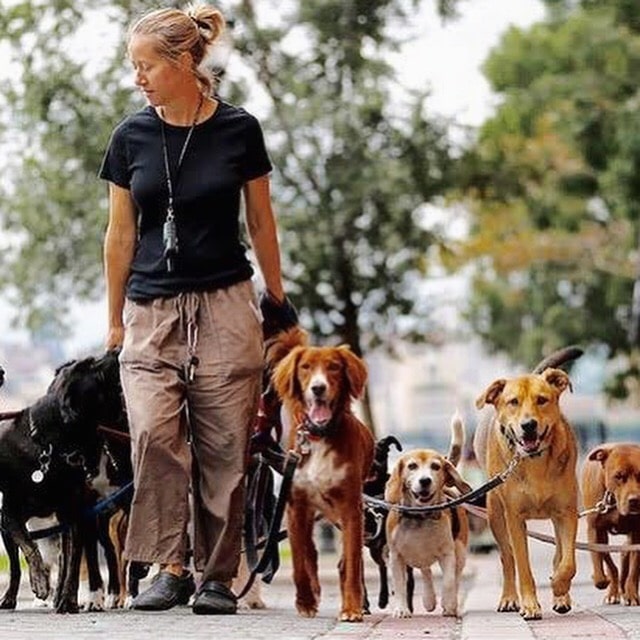 dog trainer hoboken jersey city 2
