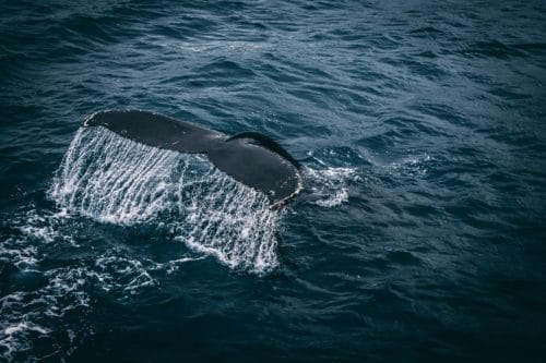 whales nyc sightings