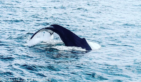 whale sightings 2