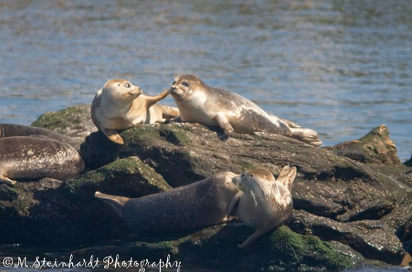 whale sightings seals 3