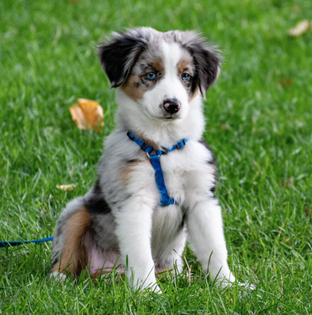 dog training hudson county