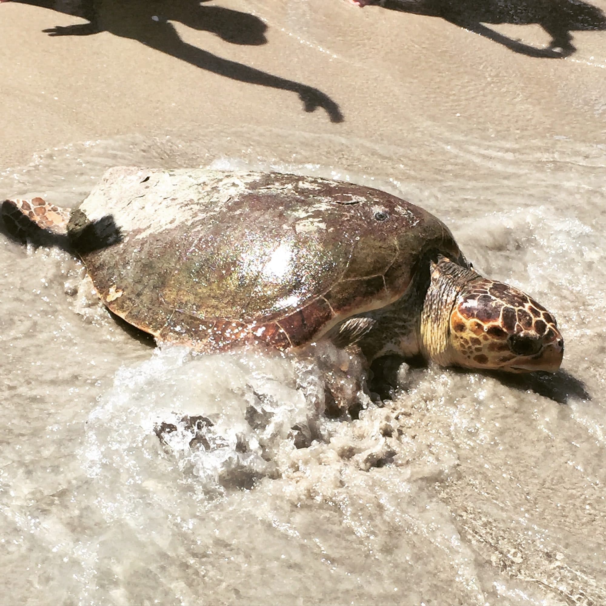 loggerhead marine life palm beach