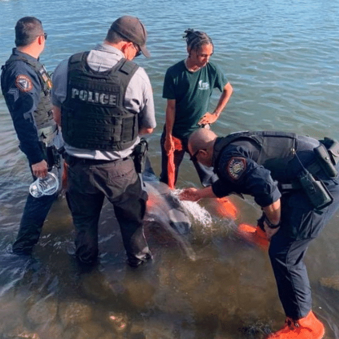 dolphin rescue jersey city