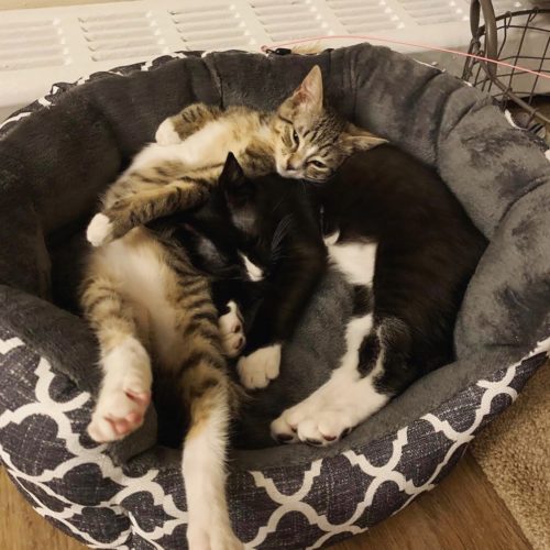 jersey cats 2