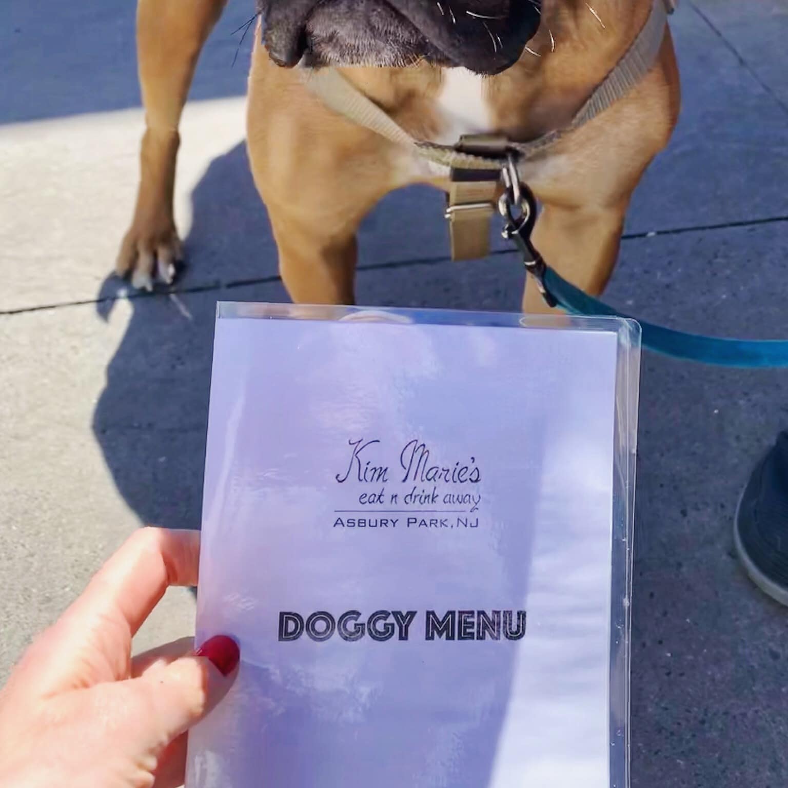 kims dog menu asbury park