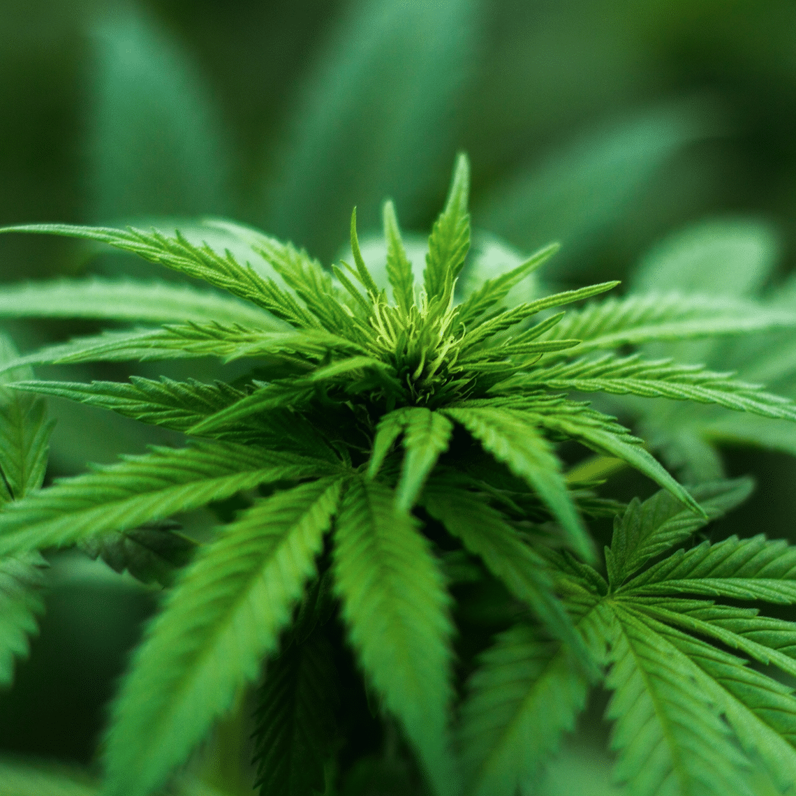 marijuana dispensary