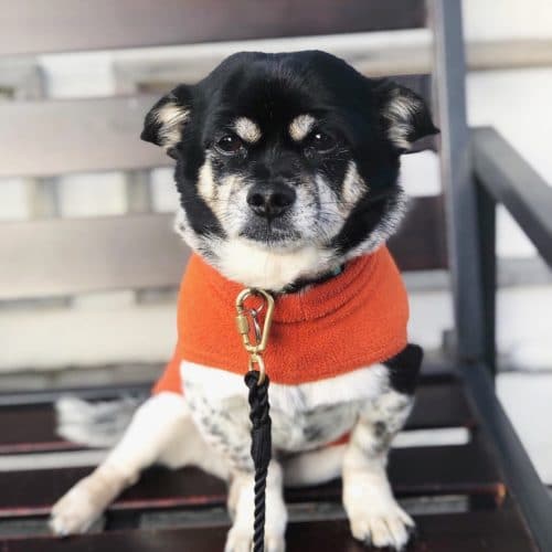 biggie dog