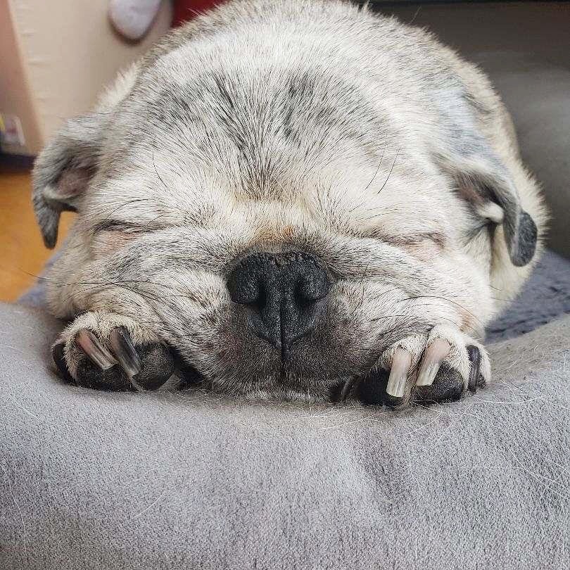 brady puppy