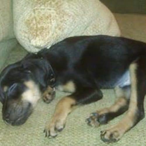 bubba puppy