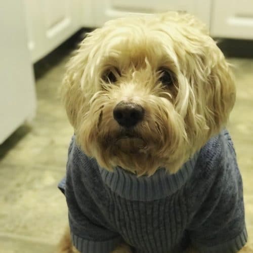 charlie dog