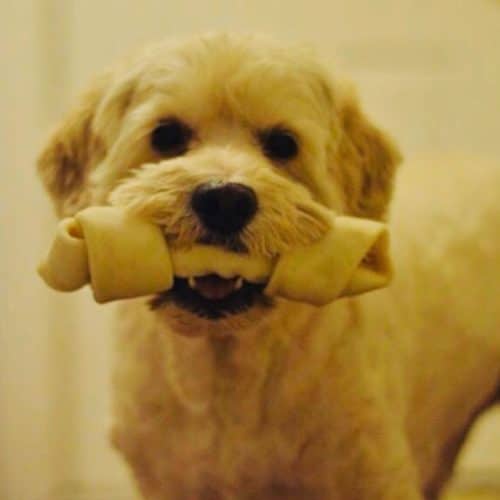 charlie puppy