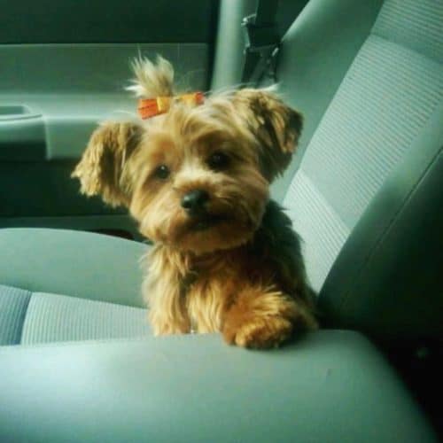 chica dog