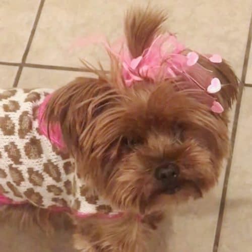 chica puppy
