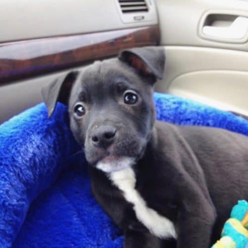 chip puppy
