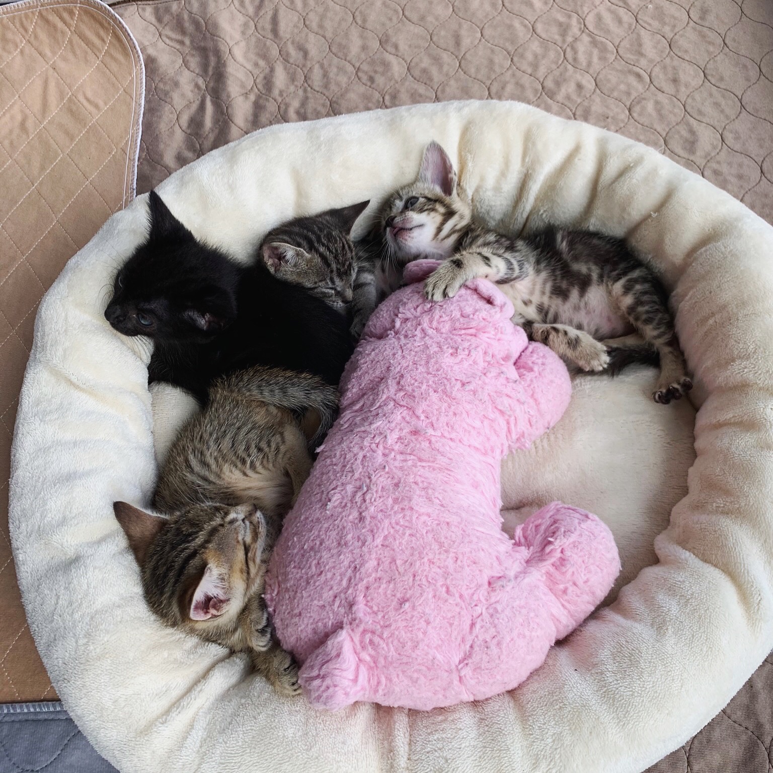 kittenbnb hoboken kittens