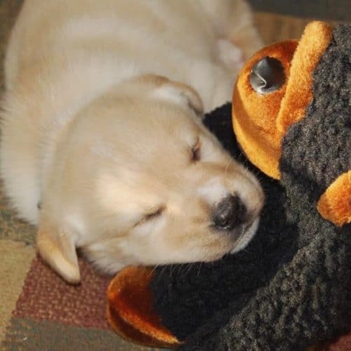 kona puppy