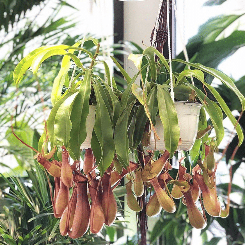 pitcher plant soho flowers
