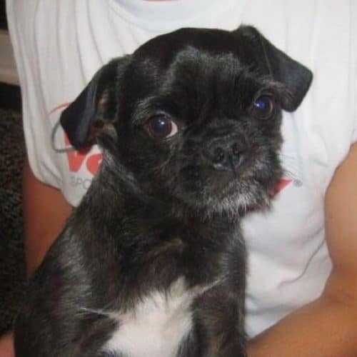 squints puppy