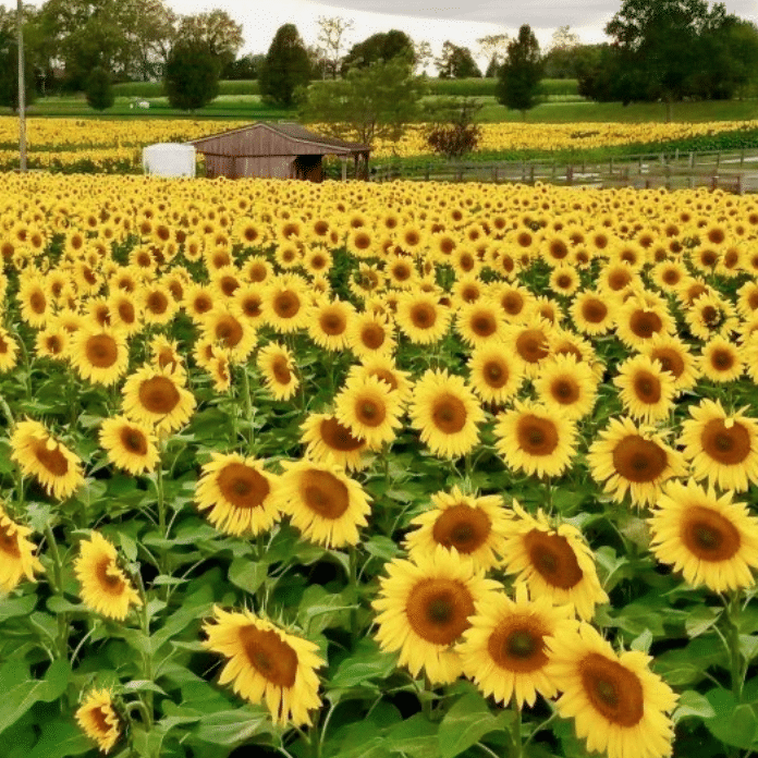 sunflower farm