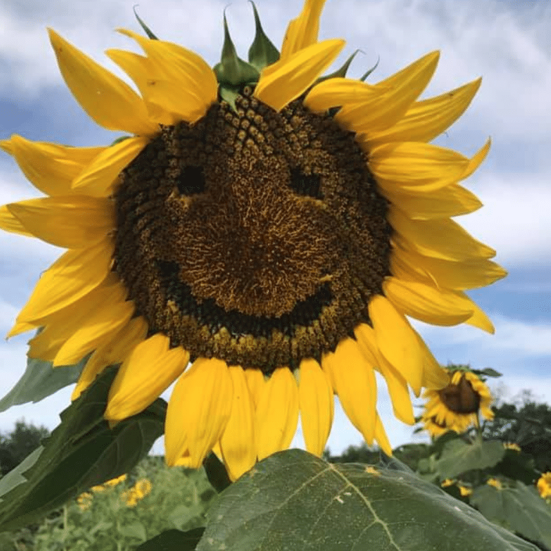 sussex sunflower farm