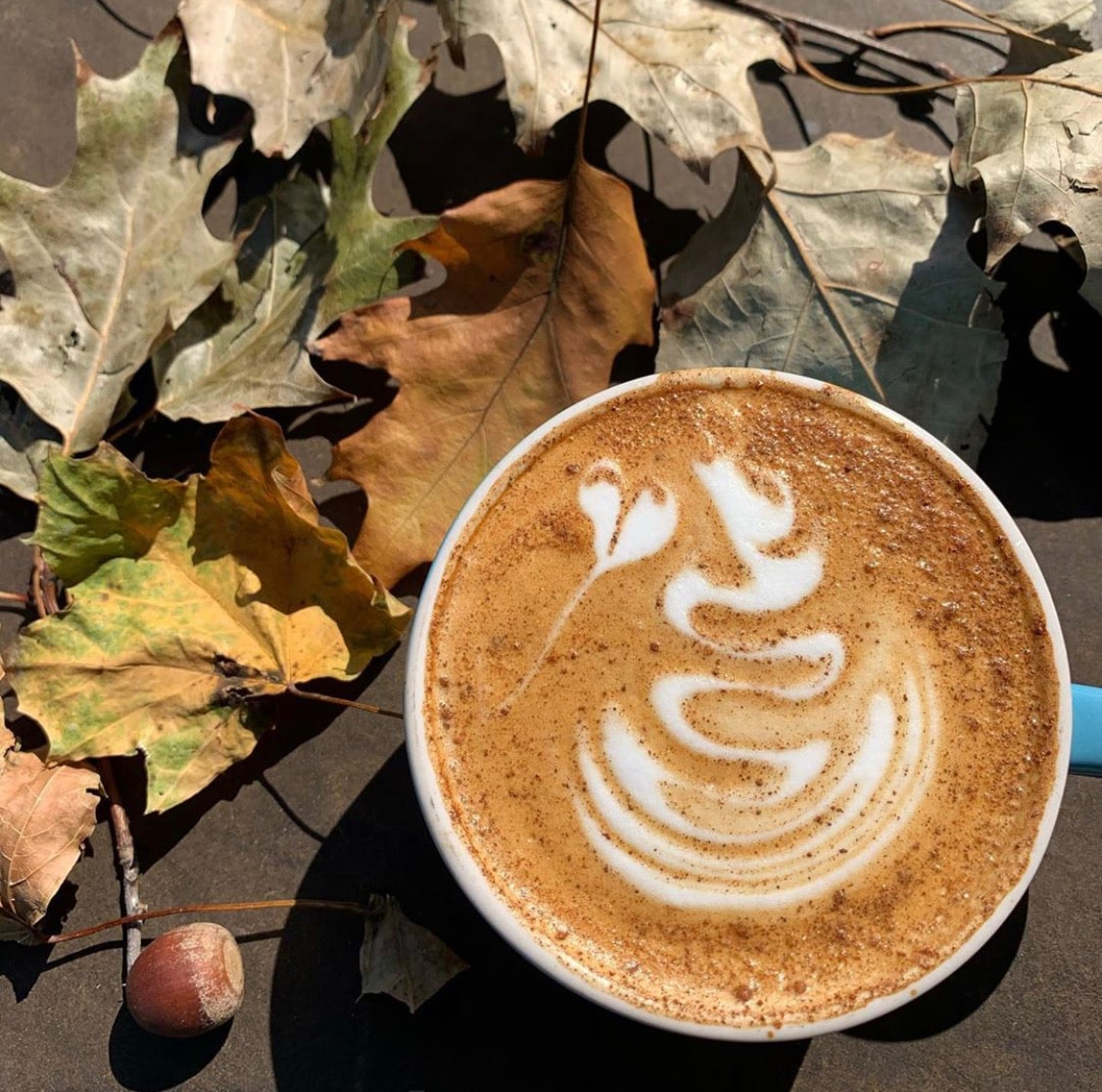 modcup-coffee company pumpkin spice