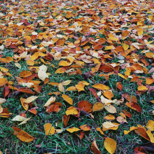 october volunteering 2019