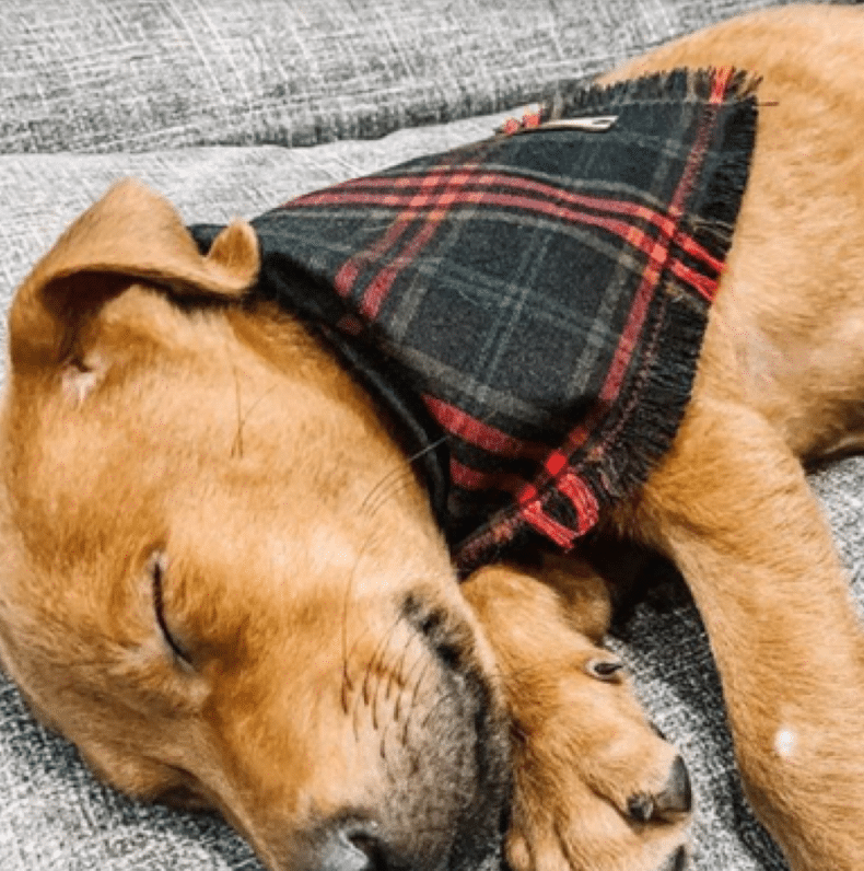 hudson houndstooth