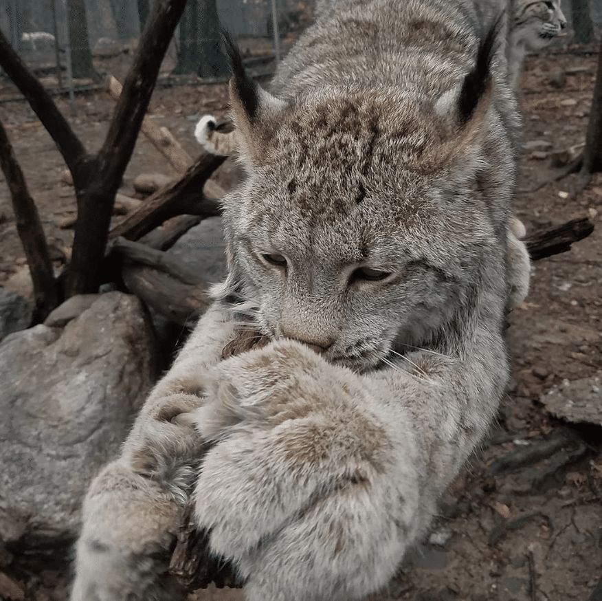 lakota-wolf-preserve