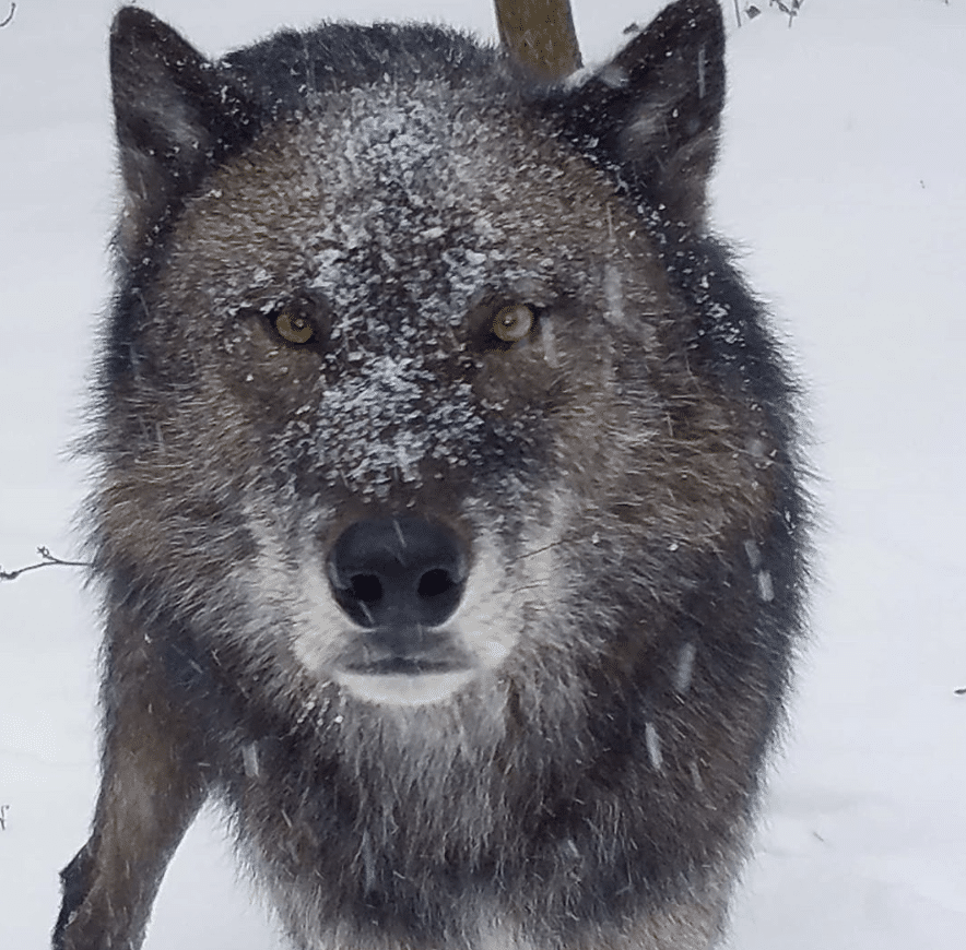 lakota-wolf-preserve-nj