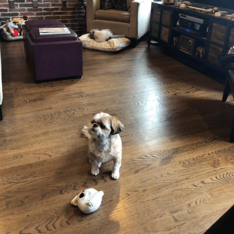penny violet pets working from home