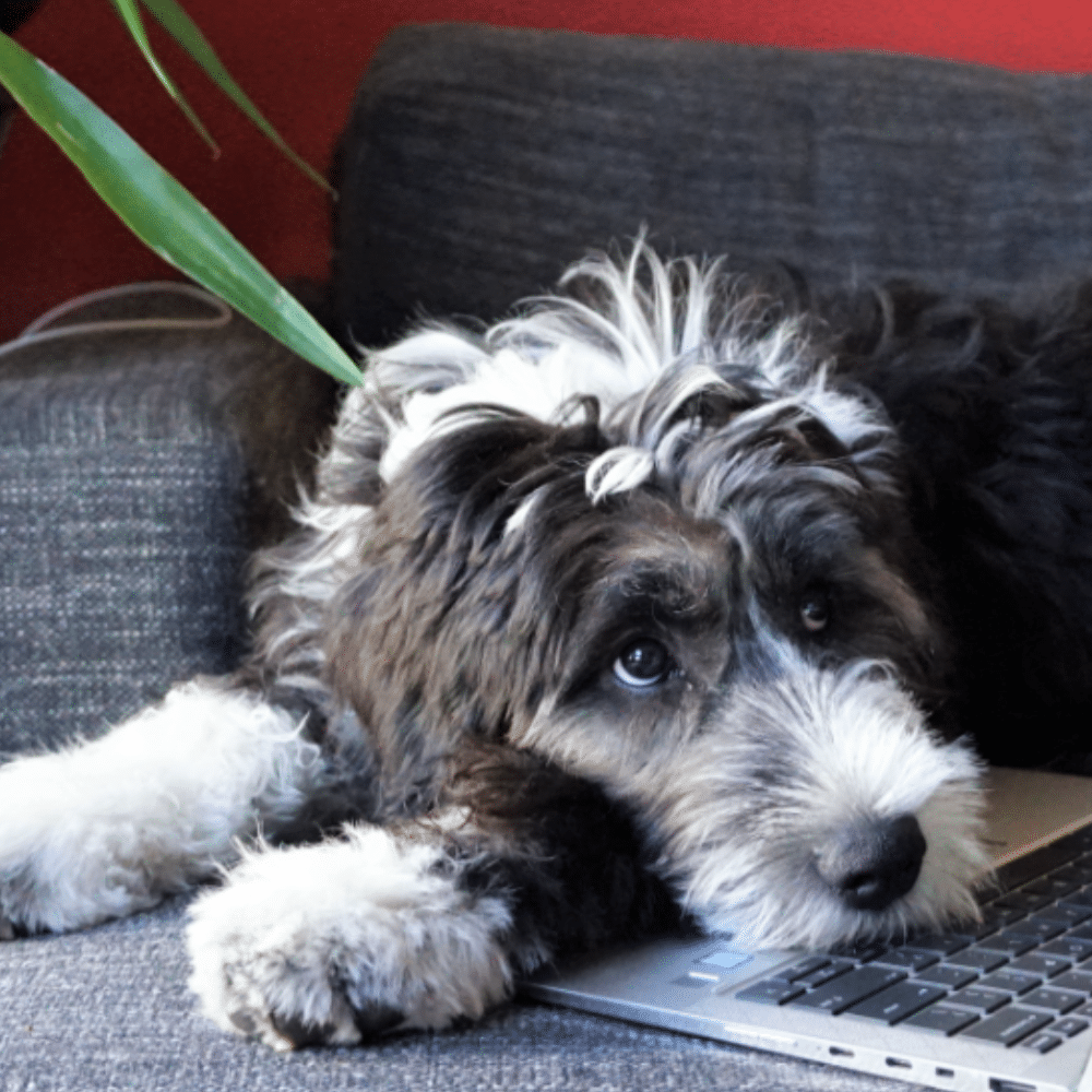 annie pets working from home