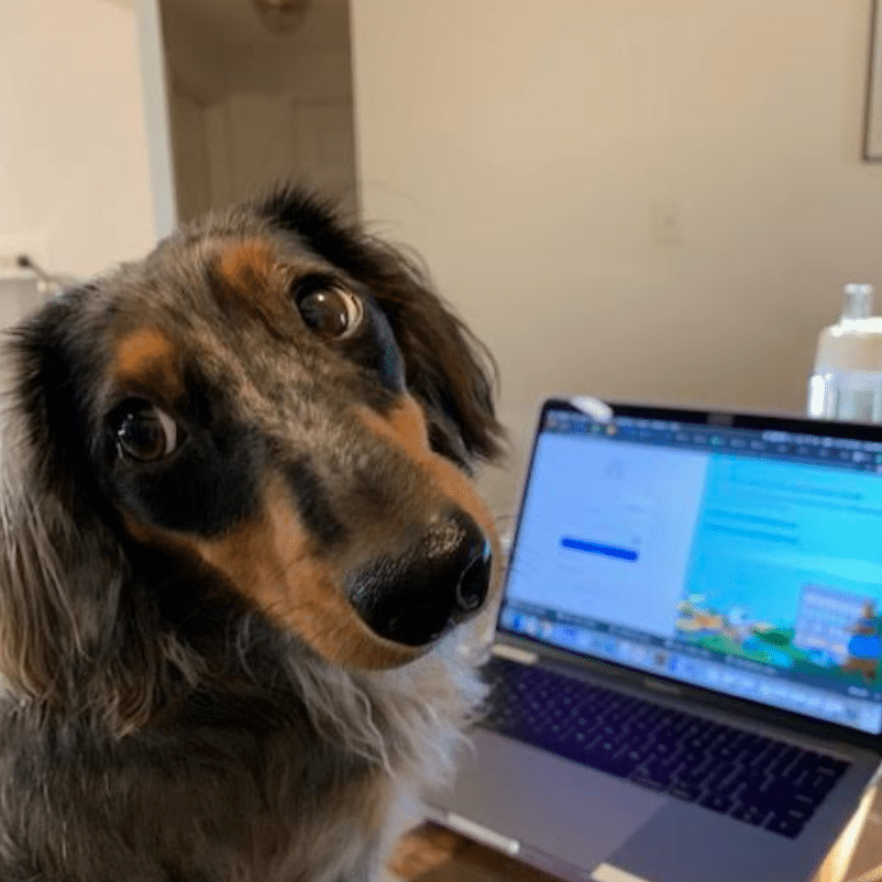 bertie pets working from home
