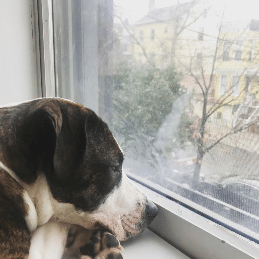 beta pets working from home