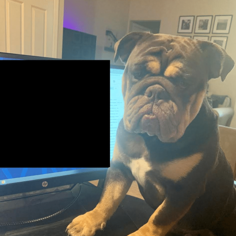 betty pets working from home