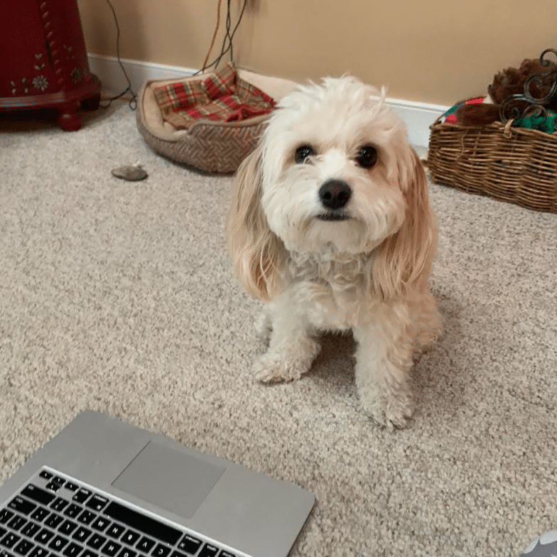 bodie pets working from home