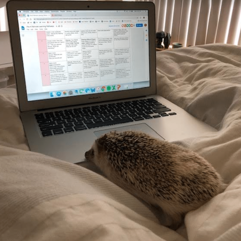 bunny hedgehog working from home