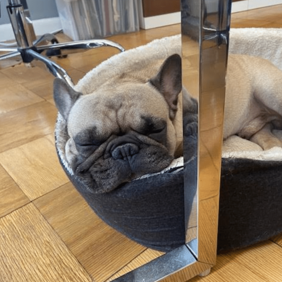 calvin pets working from home