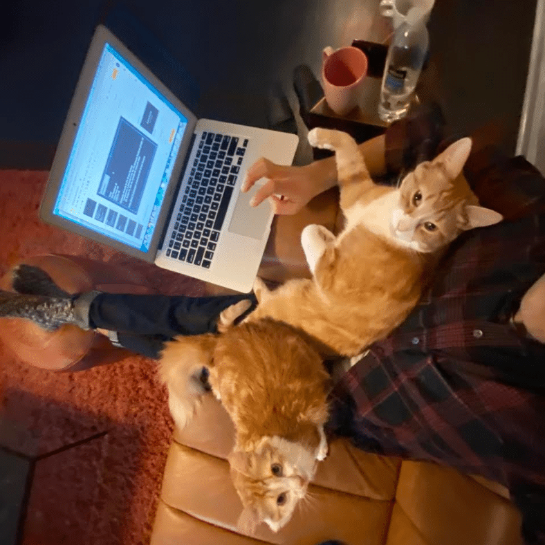 cats working from home pets
