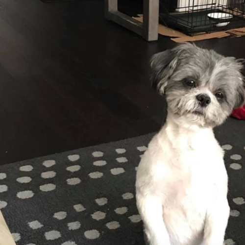 charlie pets working from home