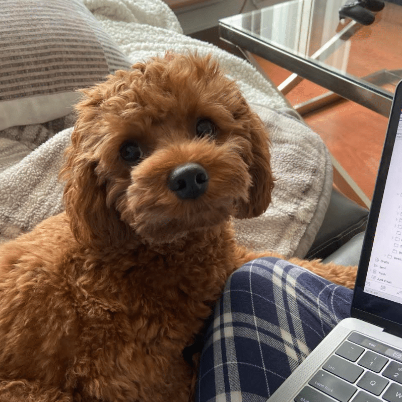 cooper pets working from home