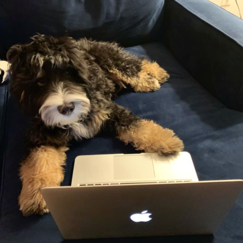 cosmo pets workinig from home