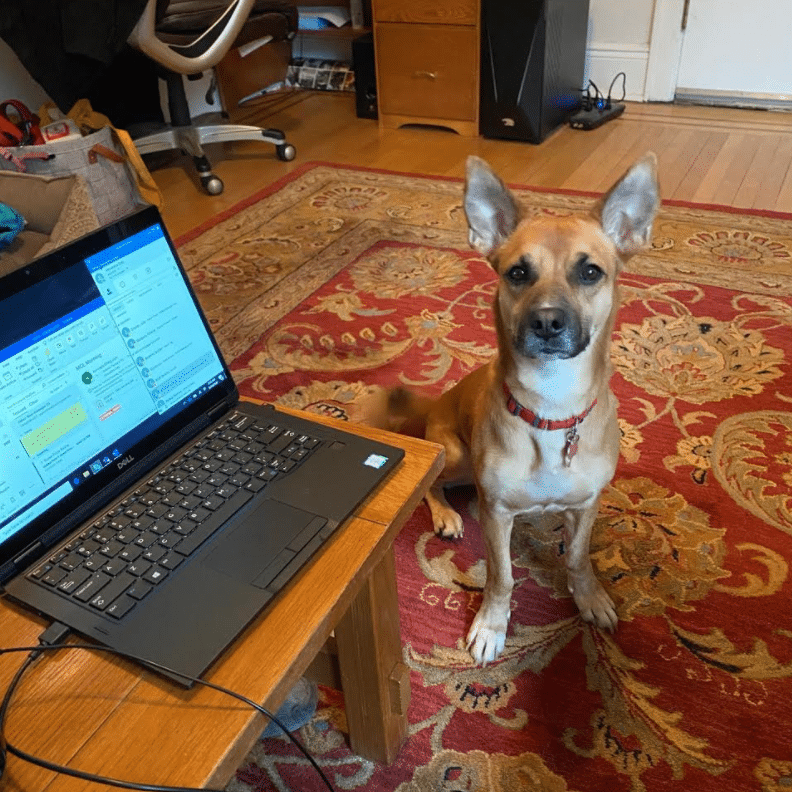 daphne dogs working from home