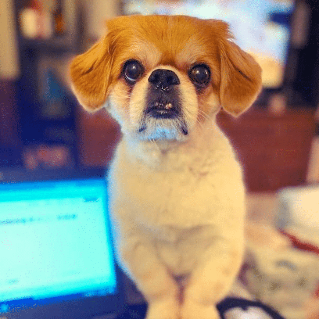 ernie pets working from home