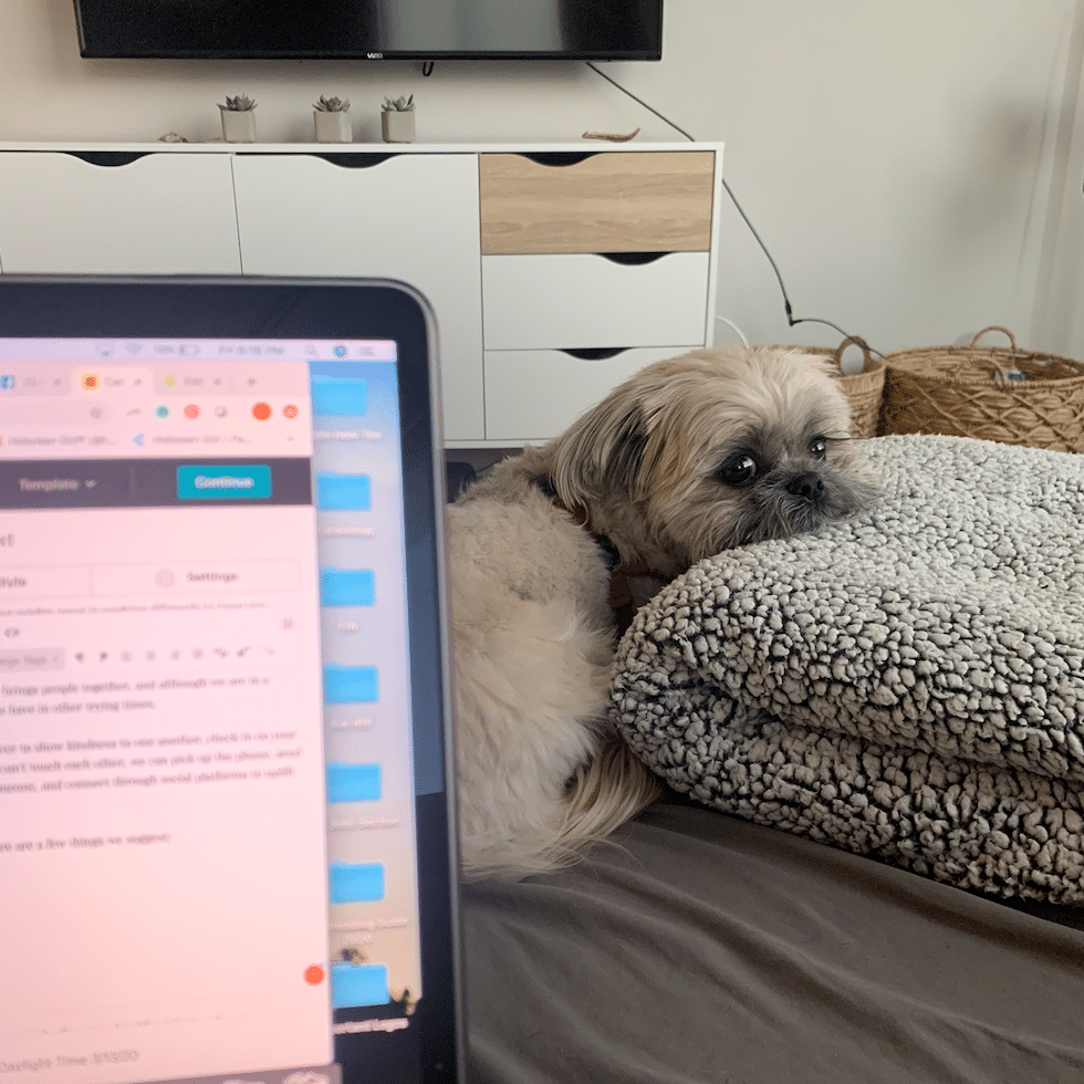 finn dogs working from home