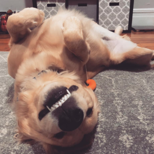 hudson dogs working from home