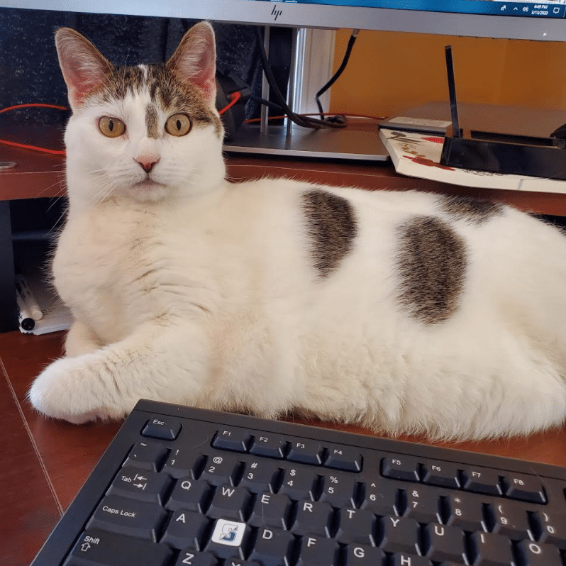 kitty meow pets working from home