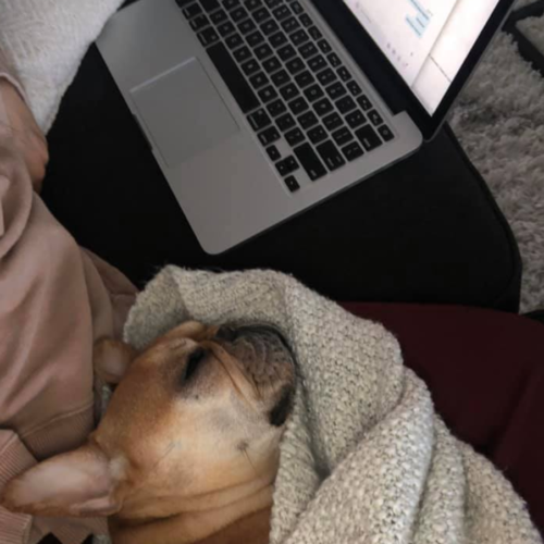 luna pets working from home