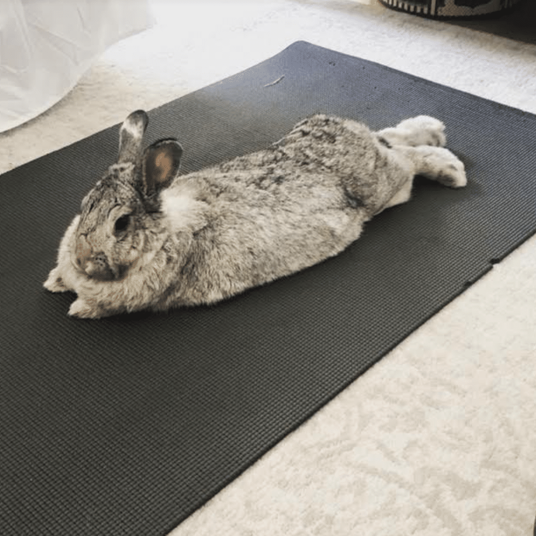 mariah pets working from home